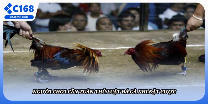 Người chơi cần tuân thủ luật đá gà khi đặt cược