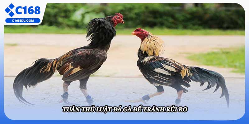 Tuân thủ luật đá gà để tránh rủi ro
